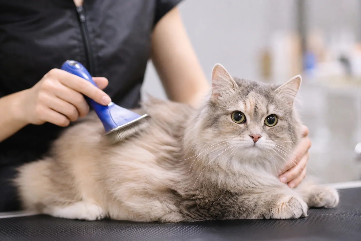 Cat Grooming intake preview